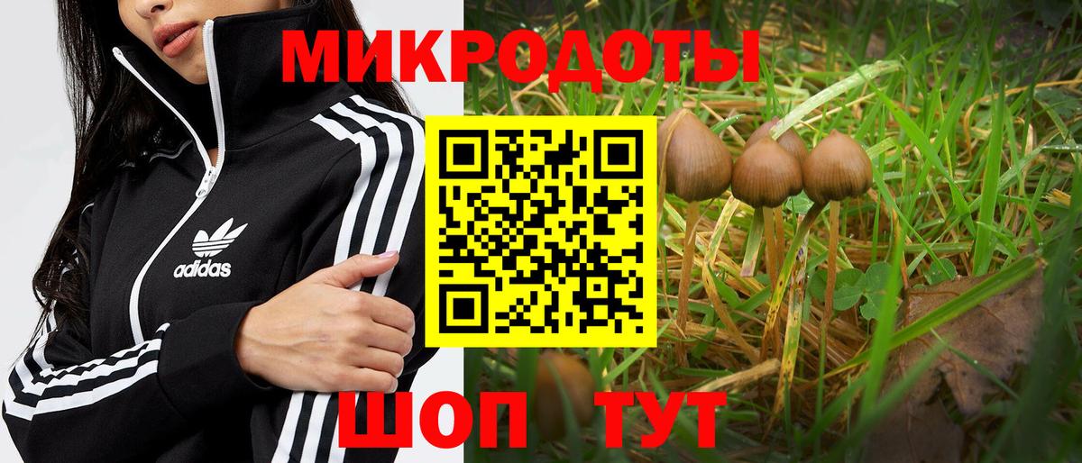 Псилоцибиновые грибы Psilocybe  Вход с VPN  где найти   Большой Камень 